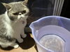 お客さまのニャンコ「水槽とニャンコ/プロによるメンテナンス付きの水槽レンタル/静岡/熱帯魚/島田市/癒し」