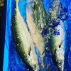 真鯖→淡路島。１ｋｇを超える大きな真鯖。鯖サンド。「4月8日　朝4時　Bar篠崎本日の魚介の仕入れです。」