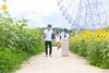 「葛西臨海公園大観覧車下にひまわり畑が広がっています！」