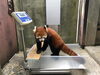 画像②体重測定中　尾っぽまでしっかり乗せて計ります「レッサーパンダのシャンチー」