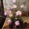 「お花のお稽古」