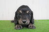 「ミニチュアダックス子犬情報」