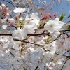 眉山公園