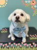 「Dog salon mofu mofu 余市町」