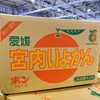 「 今年も愛媛県産「いよかん(伊予柑)」の入荷が始まりましたよ～ 」