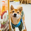 まるちゃん「今日のお友達」