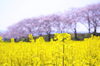 藤原宮跡の菜の花と桜「ぎりぎり間に合う藤原宮跡の菜の花と桜　まいぷれ橿原編集部見てきました！」
