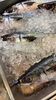 宮崎市場の日は、魚を1匹まるごとご用意しています「【今が旬の鱈と牡蠣がおすすめ！】熟練の目利きスタッフが選んだ鮮魚で冬の食卓を豊かに🦪」