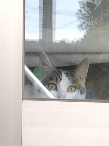 お気に入りの窓辺でニャルソック ママはまだかな？「可愛い猫ちゃんには 。。。。。をさせろ！？」