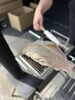 「キャンプ初心者の方も楽しめる！針葉樹の薪を使ってマシュマロ焼いてみました！」
