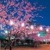 桜と温泉に魅せられて