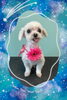 「Dog salon mofu mofu　余市町」