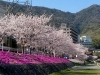 広島市安芸区のお花見特集21 広島市安芸区 安芸郡の桜 お花見スポットならココ まいぷれ 安芸郡