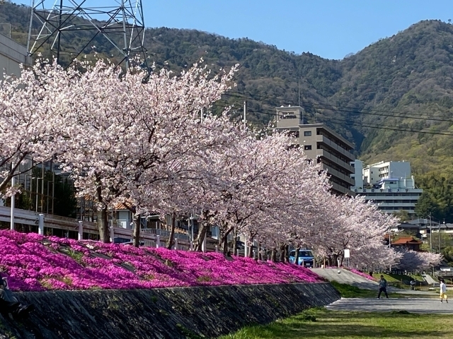 広島市安芸区のお花見特集21 広島市安芸区 安芸郡の桜 お花見スポットならココ まいぷれ 安芸郡 広島市安芸区のお花見特集21 広島市安芸区 安芸郡の桜 お花見スポットならココ まいぷれ 安芸郡