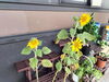 「ひまわり日記🌻82日目　買取のべおか　高価買取」