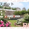 福山ばらスポット