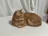 我が家の愛猫(関係ないけど可愛いので)5匹います「遮熱窓ガラスフィルムで快適な生活を！」