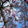 ピントぶれぶれ(^◇^;)「桜が咲いたらฅʕ •ﻌ• ʔฅ♬*ﾟ斐川町 仏壇」