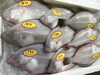 「魚魚市場鮮魚コーナーおすすめ商品は「ミル貝」です♪」