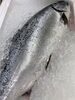 「シャコが大量入荷！！」