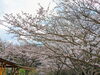 「【西条市 河之内】大自然のそばにある、本谷公園の桜が満開です！」