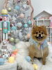 トムくん「まだMerry Xmas🎄　笑」