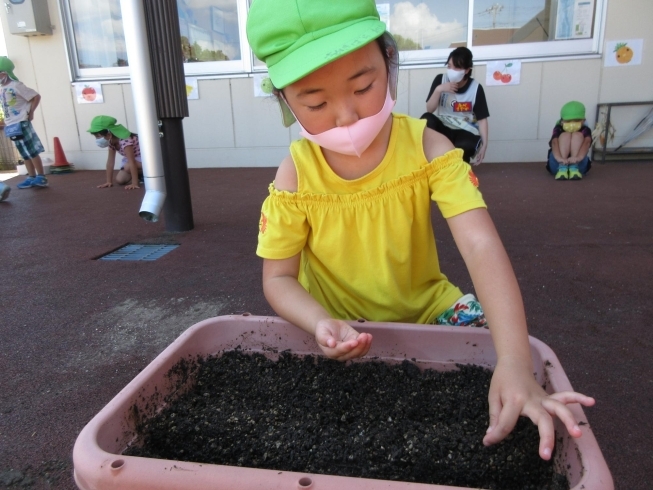 どんな芽が出てくるか楽しみだな…「いろいろな種」