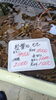 「２月から水カニ解禁」