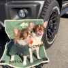 これはこれで可愛い(๑˃̵ᴗ˂̵)「看板犬お仕事中❣️」