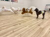 走る💨💨　立ち止まるぷっか。笑「ましゅまろ幼稚園🐾」