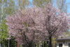「樽川神社の桜が見頃です 【石狩のパン屋 こむぎっこ】」