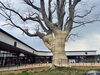 旧商業高校の欅　ただいま樹勢の回復を目指す検証中「祝≪いろは蔵パーク・A館≫　OPEN！！」