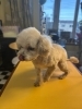 可愛い🩷トイプードルになりました👌👌「ちっちゃい可愛い💕トイプードル🐩」