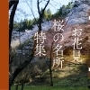 【2026】出水・阿久根・長島エリア お花見＆桜の名所特集