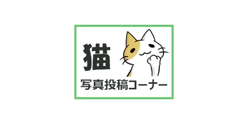 便座ブロック うちのにゃんこ 写真投稿コーナー まいぷれ 佐世保 便座ブロック うちのにゃんこ 写真投稿コーナー まいぷれ 佐世保