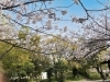 近くにもベンチがあるので休憩もできます！「大新公園の桜が見頃です！」