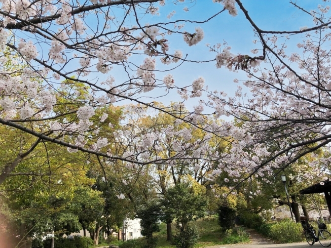 近くにもベンチがあるので休憩もできます！「大新公園の桜が見頃です！」