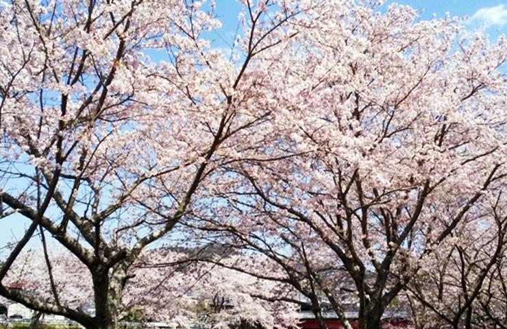 岡崎のお花見特集 岡崎 幸田のお花見特集 まいぷれ 岡崎 幸田