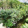 「レンタルで使用した植物をお手頃価格で販売【福島市　観葉植物専門店】」