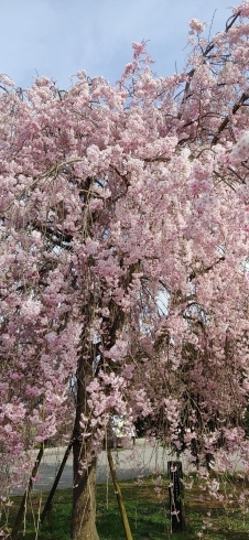 枝垂れ桜も素敵「新年度スタート　京王八王子駅すぐ　クラシックバレエ」