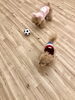 サッカー中ー「ましゅまろ幼稚園　^ - ^」