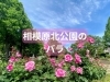 相模原北公園のバラ