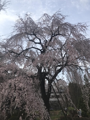 満開時の写真　その3「府中市東郷寺のしだれ桜(枝垂れ桜)開花状況、見頃の情報」