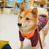 うめちゃん「今日のお友達」