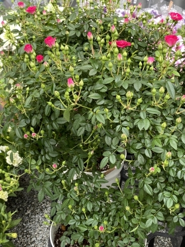 春の花苗入荷 花のまりちゃんのニュース まいぷれ 盛岡 滝沢 二戸 八幡平 雫石 春の花苗入荷 花のまりちゃんのニュース まいぷれ 盛岡 滝沢 二戸 八幡平 雫石