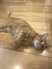 【猫と相性が良い間取りってあるの？】「【猫と相性が良い間取りってあるの？】」