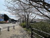 「西海橋物産館　西海橋・桜情報🌸」