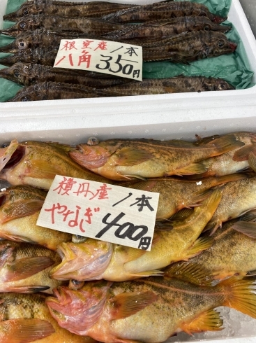 「春の魚が続々入荷！！」