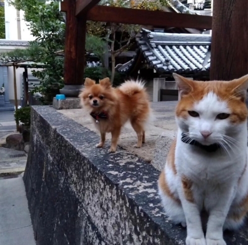 「圓満寺の看板猫・テンくんがネットニュースに取り上げられました🐈🎊」