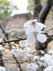 染井吉野「桜まつり協力金の徴収開始＆開花情報（3月30日現在）」